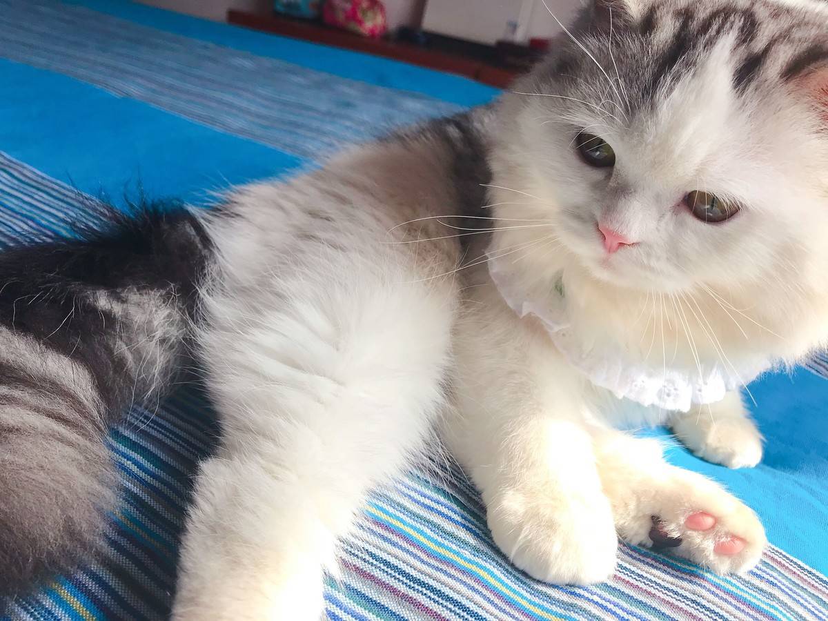 突然发现我们家猫跟微博网红馒头长的像呢,我们美牙黑眼线怎么没画上呢,太素颜啦