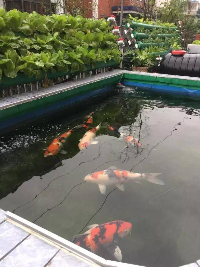 当养鱼成为一种爱好,当你的心里开始惦记这个事儿,也就开启了一段“没有退路”的旅程;当厌倦了每天单调重复的日子,当被无处不在的食品安全问题困扰,相信你会想拥有这样的画面——鱼菜共生,还给生活最初的模样!