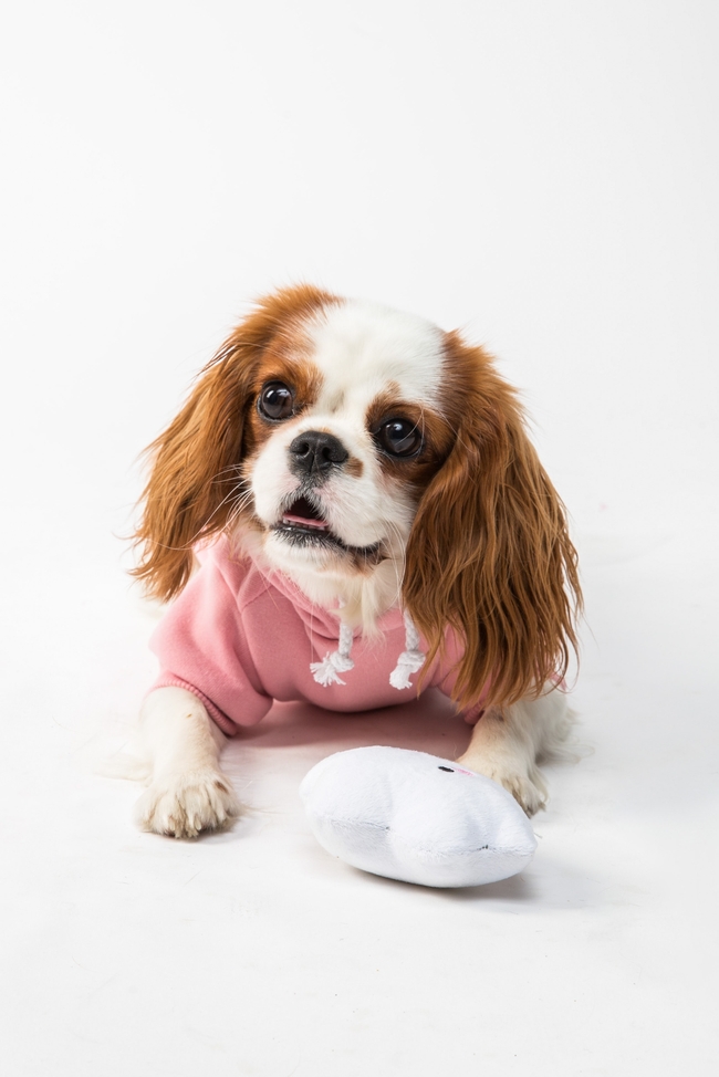 查理士王小猎犬宠物写真图片