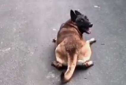 带狗拿快递,拆开都是狗爱吃的零食,狗高兴地走出了鳄鱼的步伐