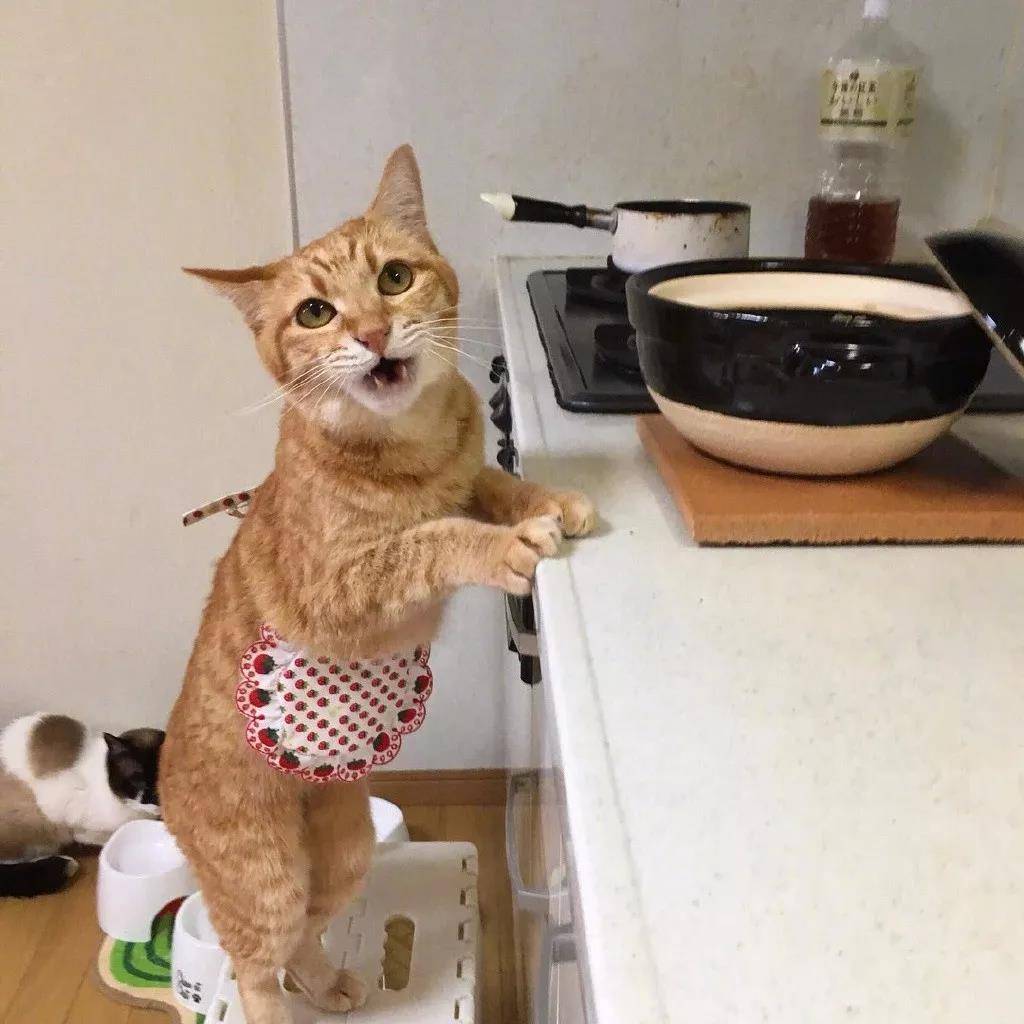 洒家新请的猫咪小保姆,了解一下
