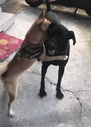 看妈妈取出了沐浴露,狗子微笑秒收:要背井离乡遁入空门一下!