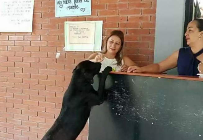 狗狗在校园当保安之余,还会用树叶去小卖铺买零食吃