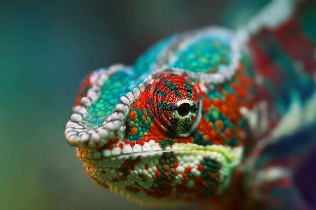 变色龙能变几种颜色