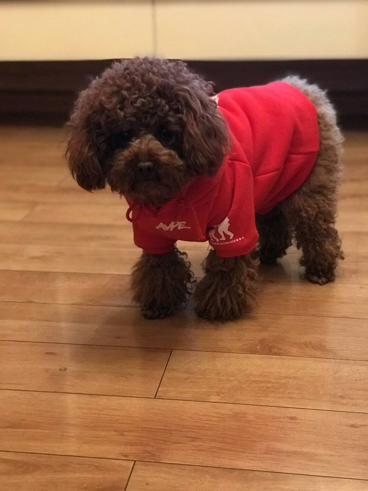 狗年就要红红火火的嘛