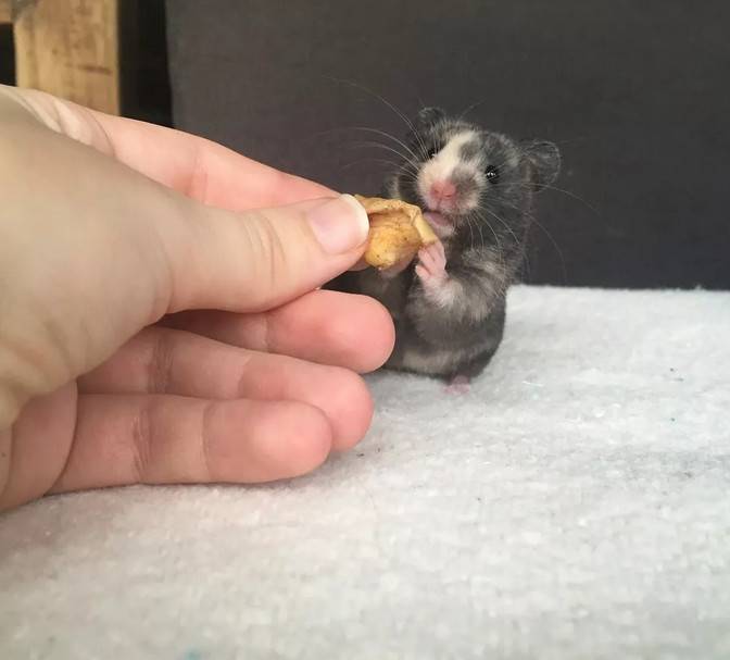 让这只小仓鼠看起来有点丑、又有点萌。