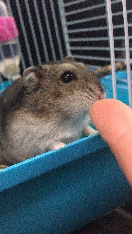 一直靠卖萌取胜的仓鼠,