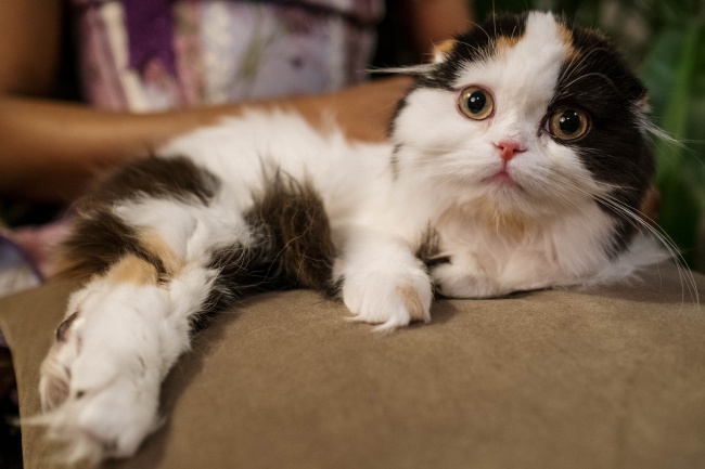 可爱猫咪躺枕头上图片