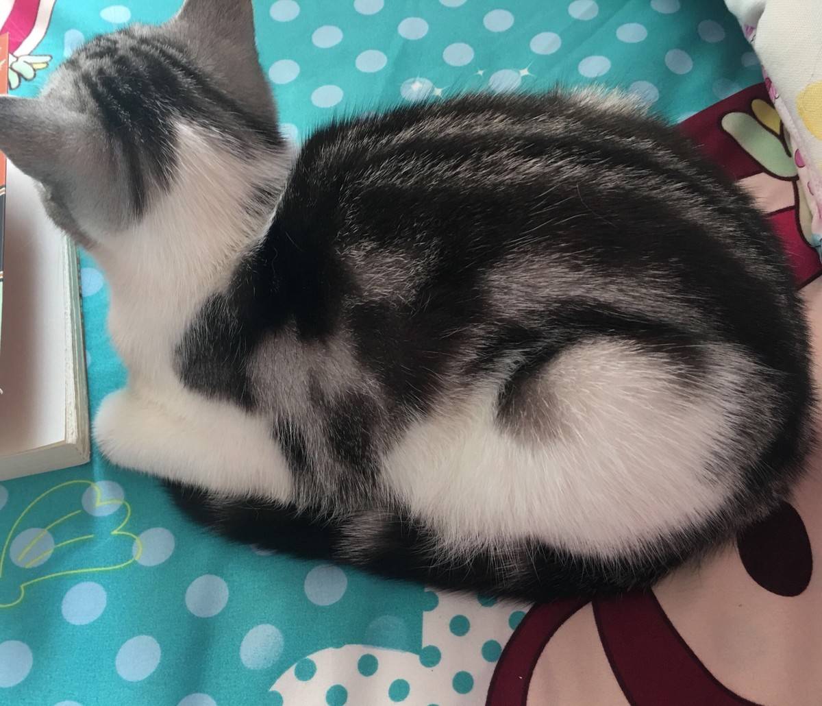 二月......小仙猫来报道啦…………