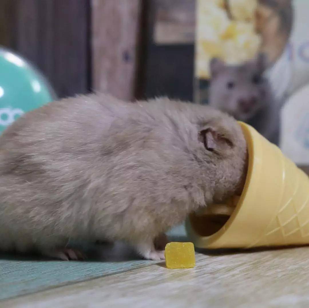 小仓鼠以为主人不在偷吃甜点，主人：就等你了！