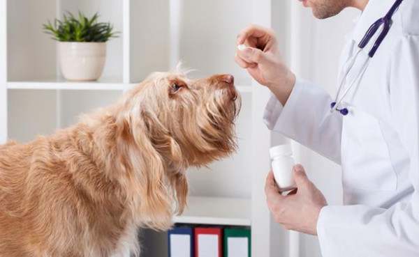 狗狗吃完驱虫药可以洗澡吗