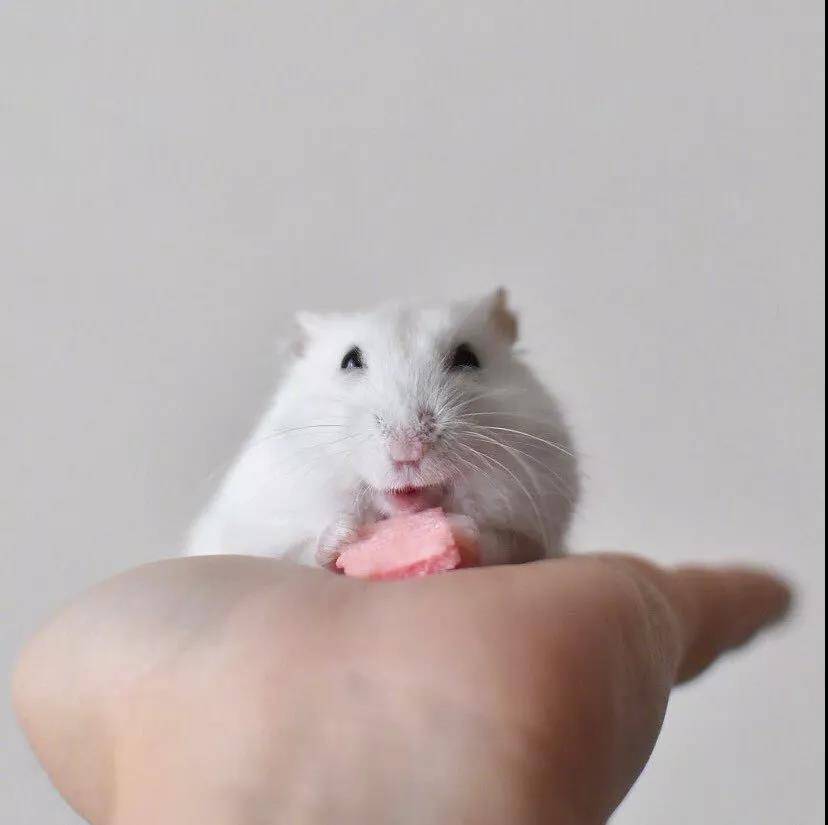 来自岛国小仓鼠的治愈笑容