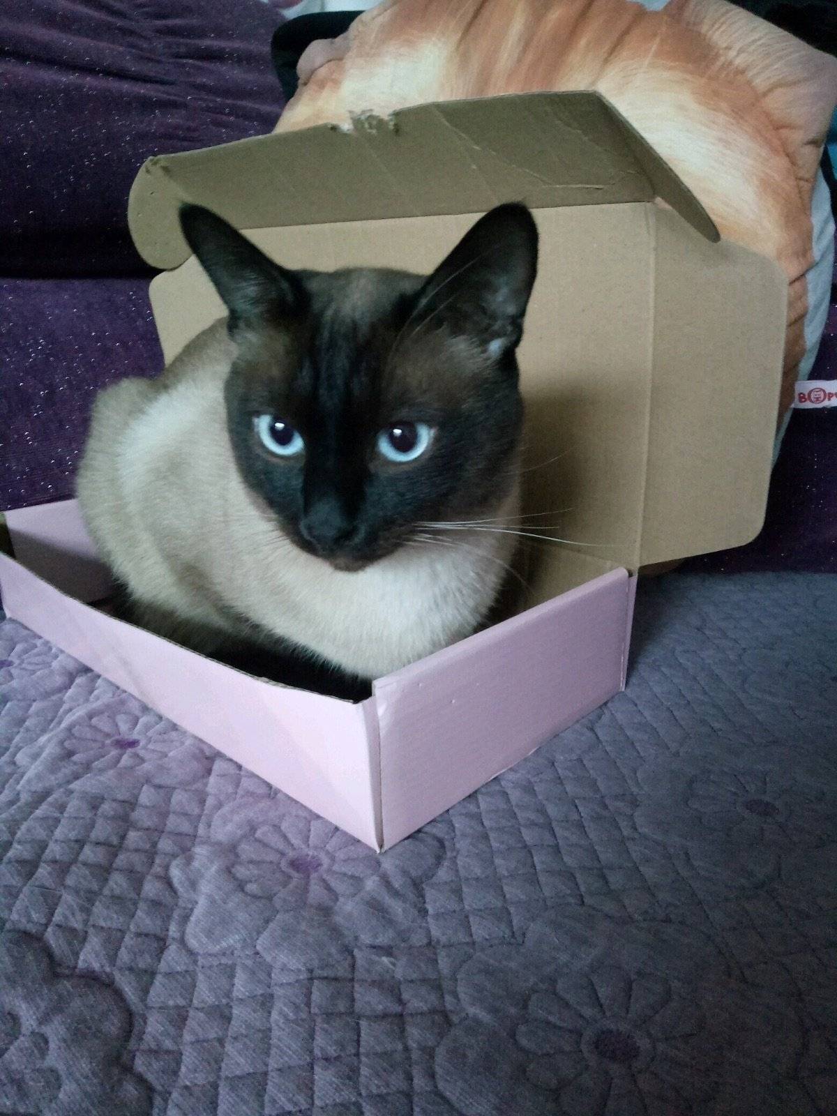 盒子盒子我的最爱