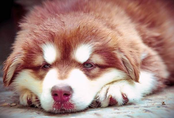 新手养狗的饮食、体检、疫苗、驱虫、洗澡科普小知识