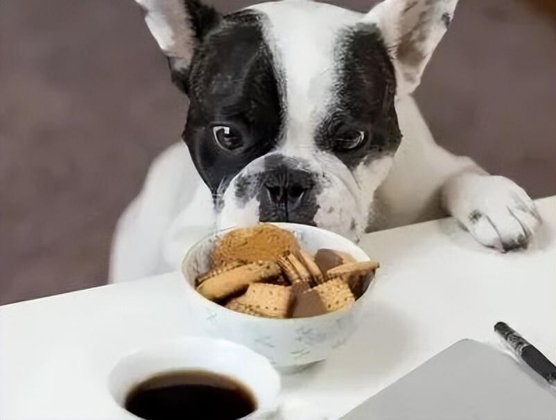 狗狗总是放臭屁是怎么回事？可能是肠胃出问题了！