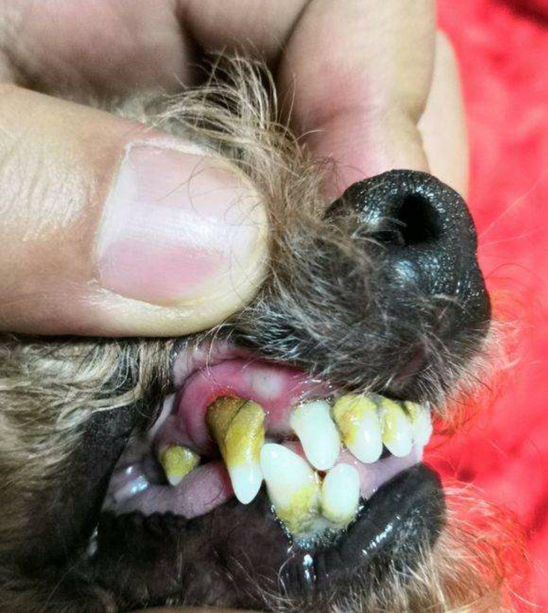 有必要给狗狗刷牙吗?科学刷牙预防疾病无忧