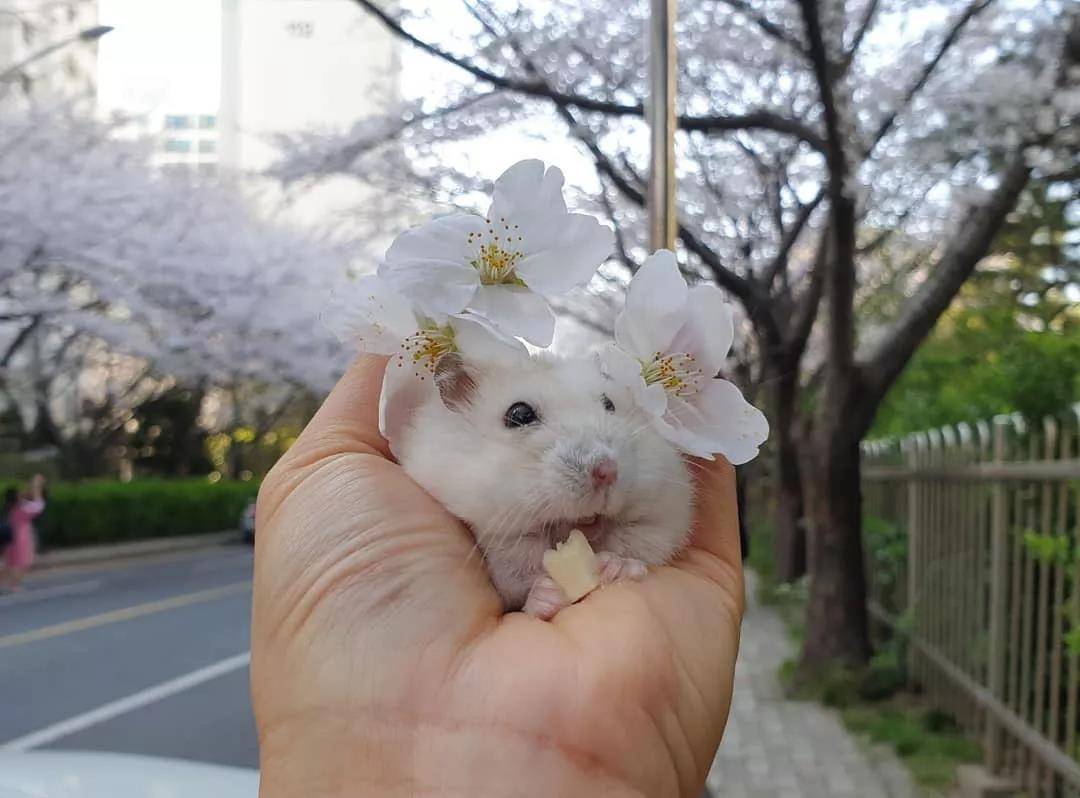 一组樱花和仓鼠的合照，春天真好呀