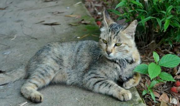 “带着田园猫去宠物店洗澡,却被拒之门外”