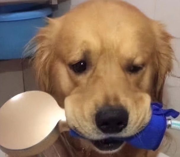 金毛给自己放水洗澡,洗到一半意外发生了,铲屎官笑得直跺脚