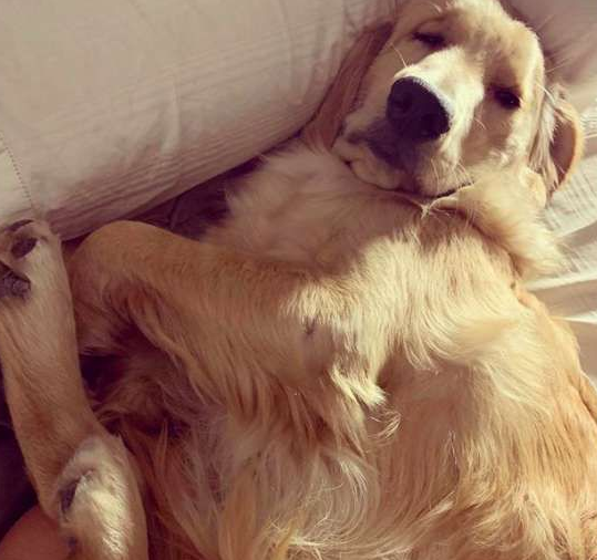 黄金猎犬不喜欢浴室洗澡 却偏好厨房小水槽