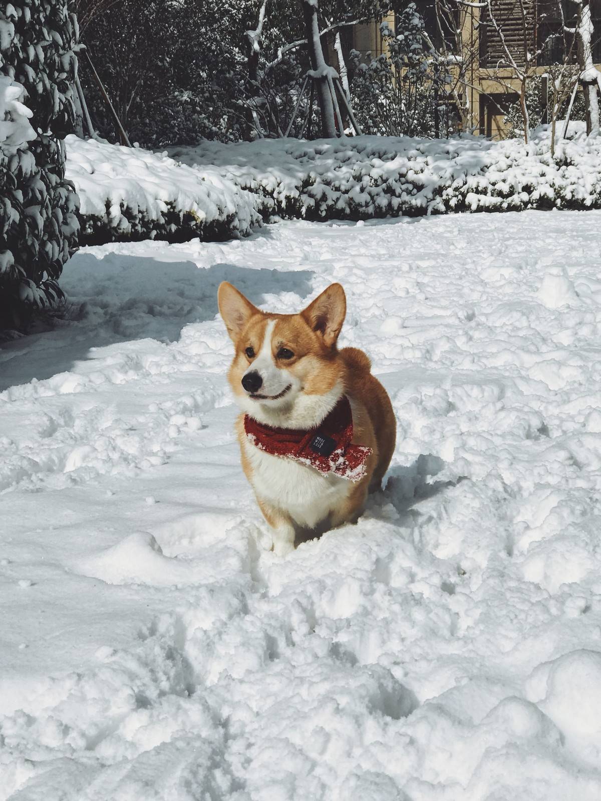 柯基成功的没了腿柯基