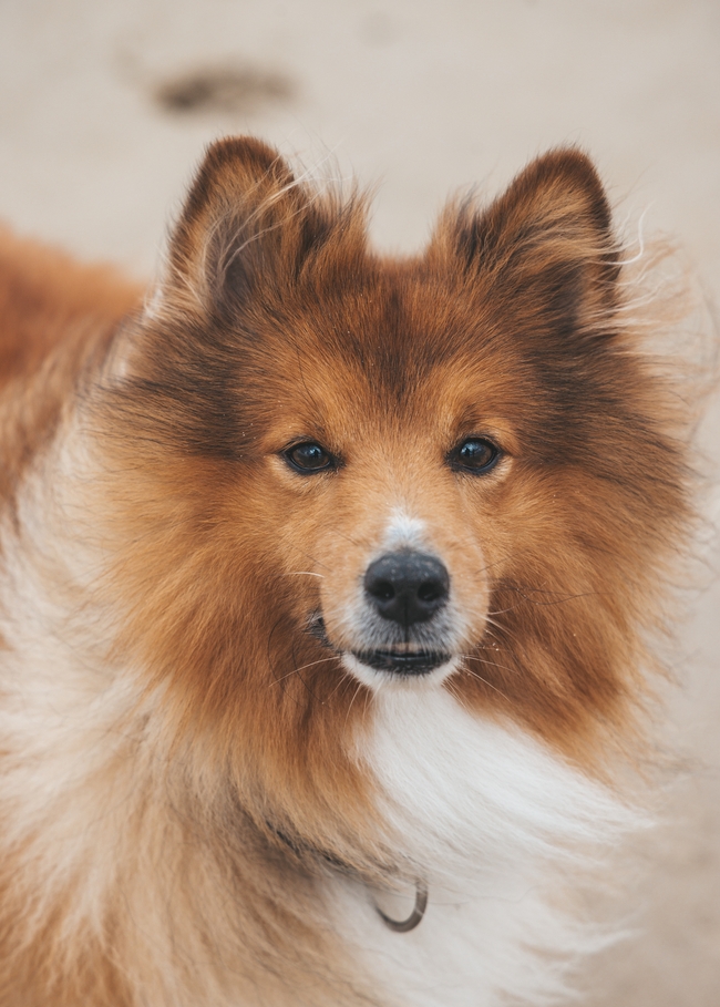 可爱冰岛牧羊犬摄影图片