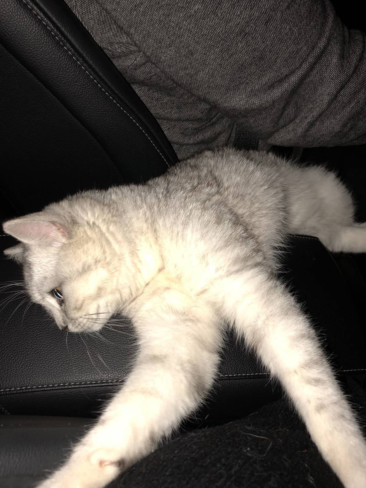 英国短毛猫饿到吃手手