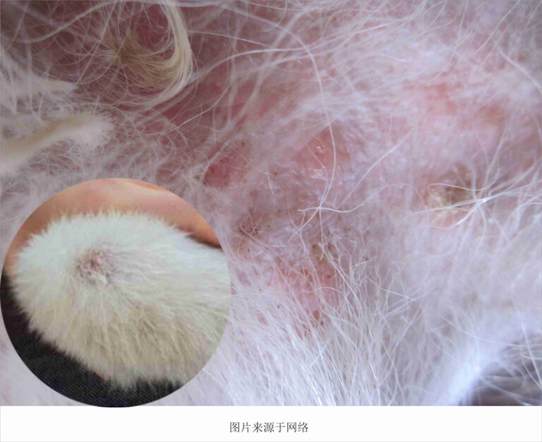 狗狗常见的皮肤病及治疗方法（含狗狗常见皮肤病图片）