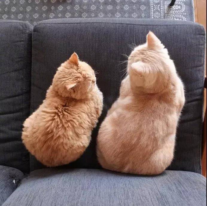 这么萌的小猫图片你见过吗?小猫PP对着你就像香酥软糯,入口即化。