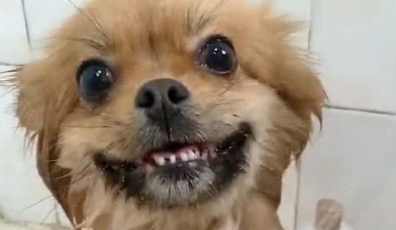 主人每一次给狗狗洗澡,狗狗都站的板板正正,网民:站军姿呢