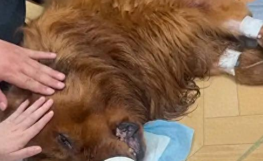 女子称自养宠物狗被宠物店遗忘在烘干箱后死亡,店方:已协商一致