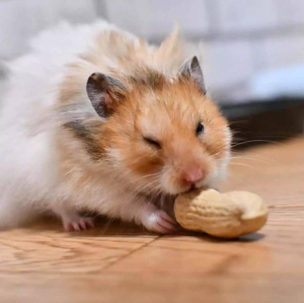 这是一场仓鼠与花生的决斗！