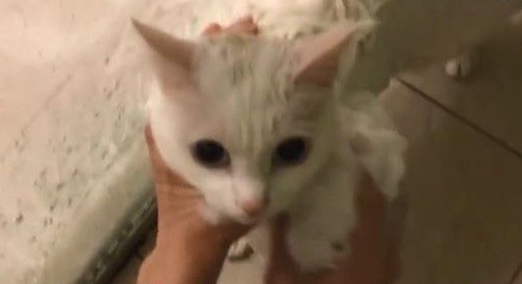 猫界女神豆浆不小心让身体沾上屎味 被奴才抓洗澡