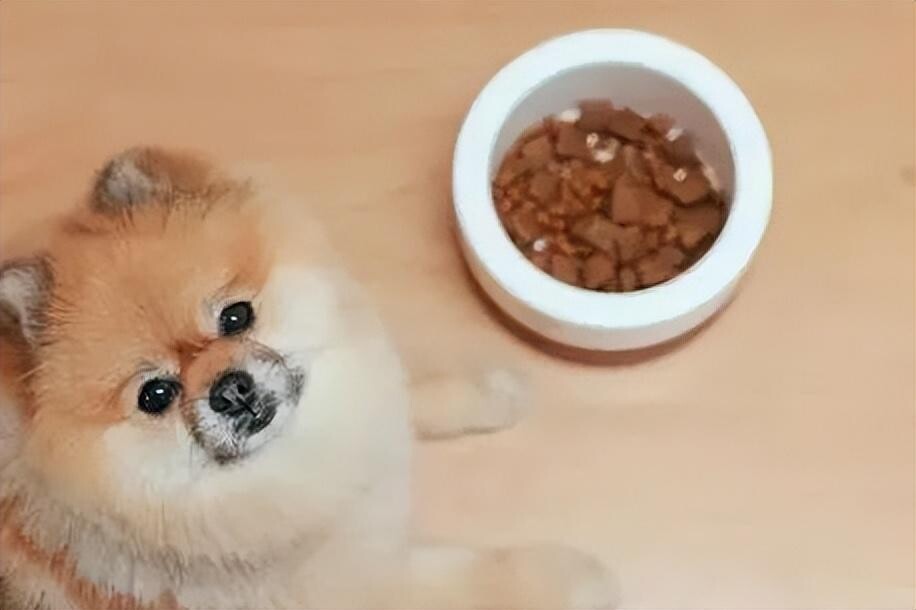 狗狗总是放臭屁是怎么回事？可能是肠胃出问题了！