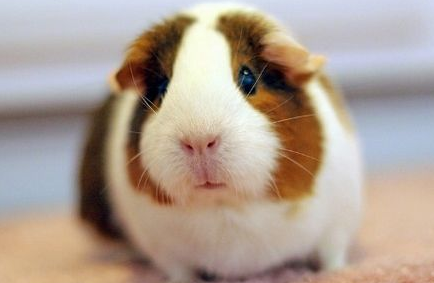 荷兰猪能长多大