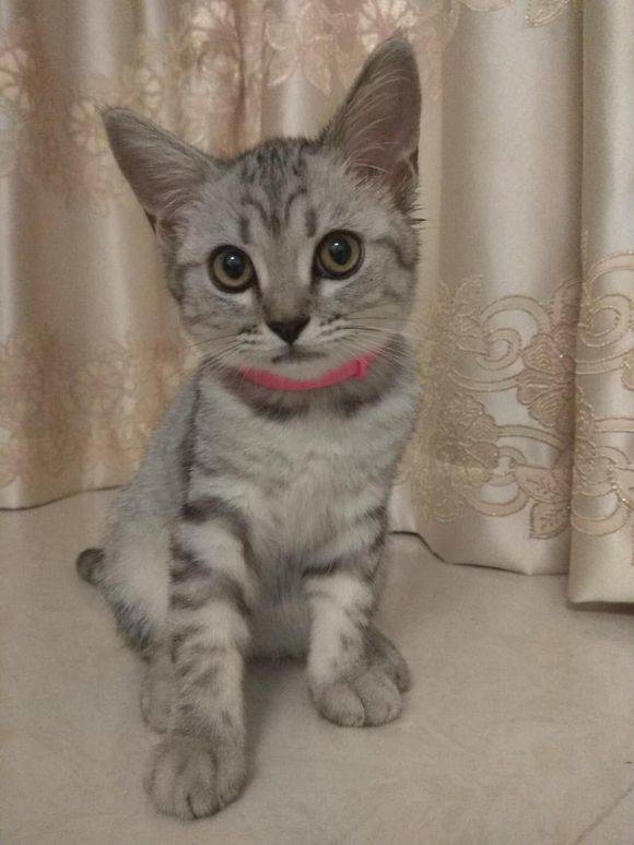 4个月美国短尾猫，有喜欢的吗