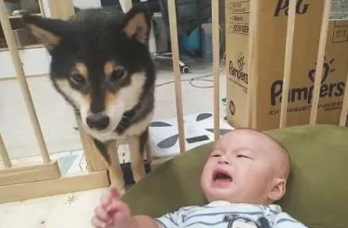 柴犬抢去宝宝零食，宝宝不仅没生气，反倒做出闹心行为