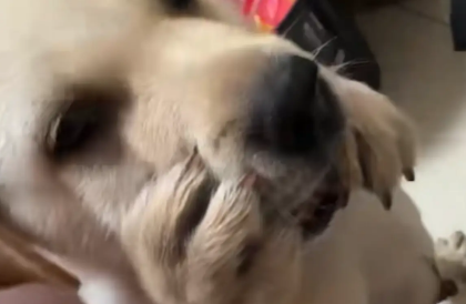 狗子护食跟别的狗不一样，是用爪子捂嘴护食