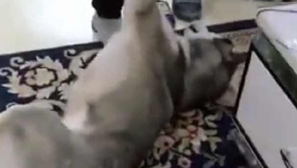 每一次要给家中的哈士奇洗澡时,二哈便会变为这副模样,主人家笑喷