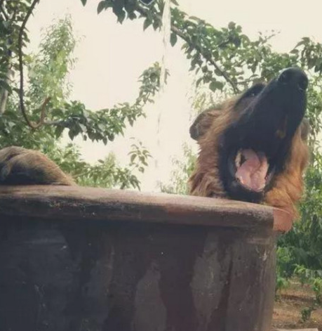 给德牧洗澡小狗高兴得像个两百斤的小孩直至主人往水中投料时微笑逐渐超级变态