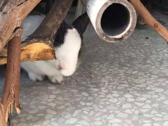 好可爱哦 萌萌哒,正好来场龟兔赛跑