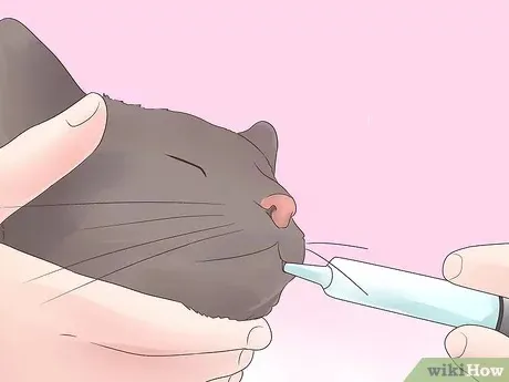 如何轻松给猫咪喂药？步骤详解与常见误区