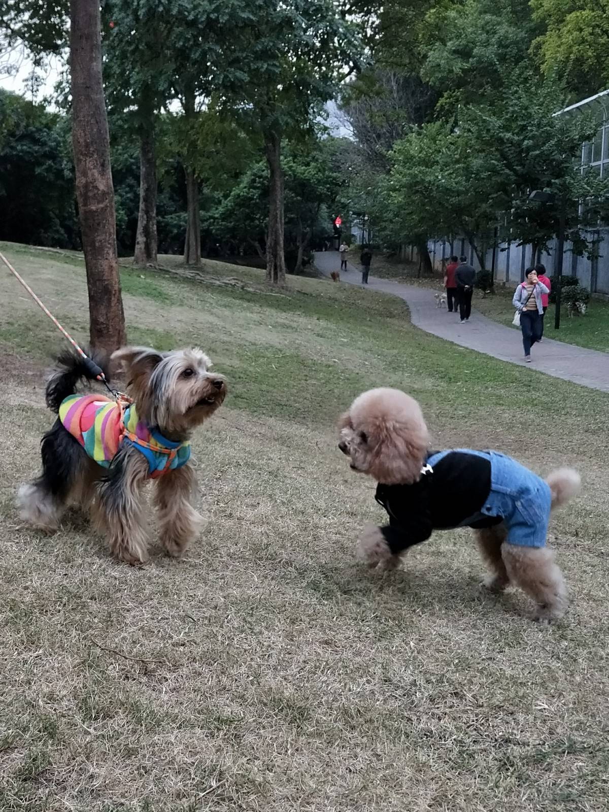 大哥乐乐今天来我们这儿了,都说大哥比我还帅呢,一看就知道大哥现在很幸福