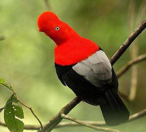 这鸟儿，有谁知道叫什么名字，长的有点好看。