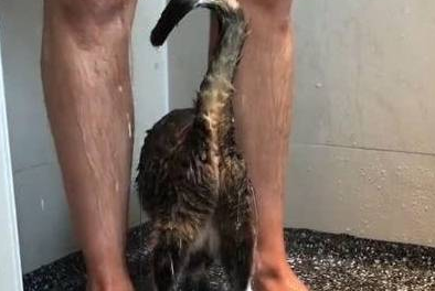 男主人正在洗澡,猫咪就溜进了浴室,网友:猫咪的眼睛往哪看呢?