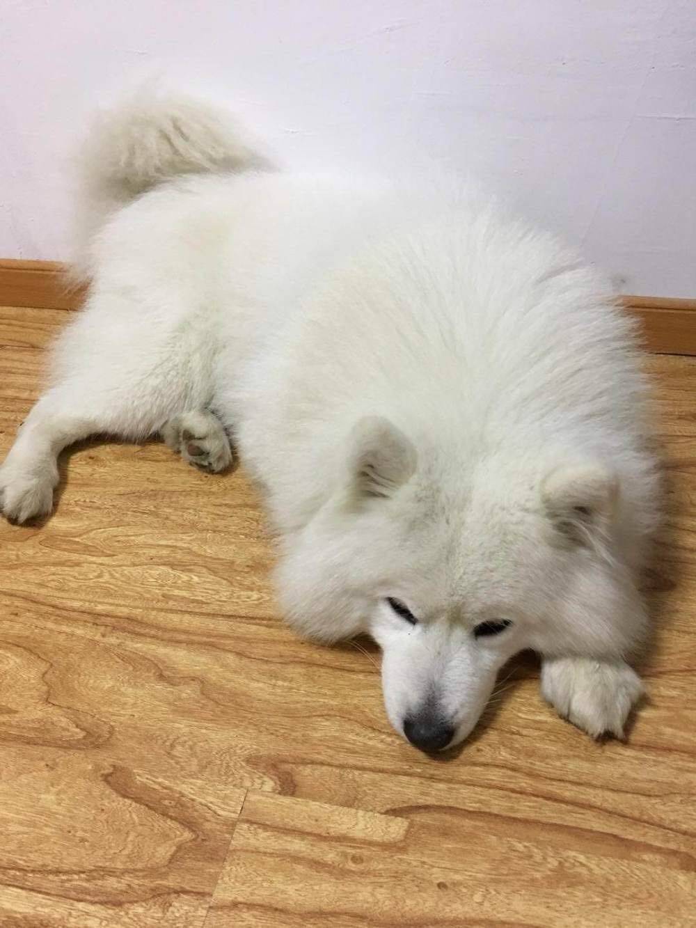 萨摩耶吃货的最高境界，都要把我吃穷了