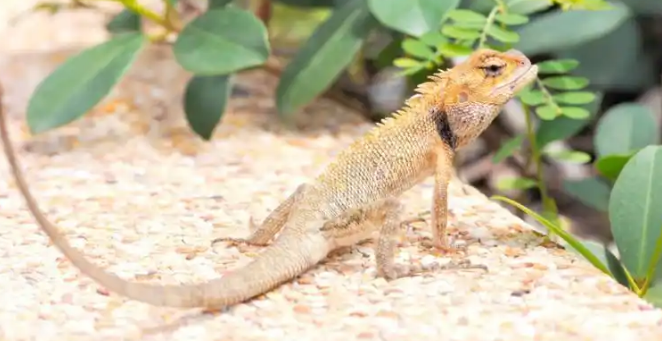 如何选择合适的钙粉与维生素补充剂?