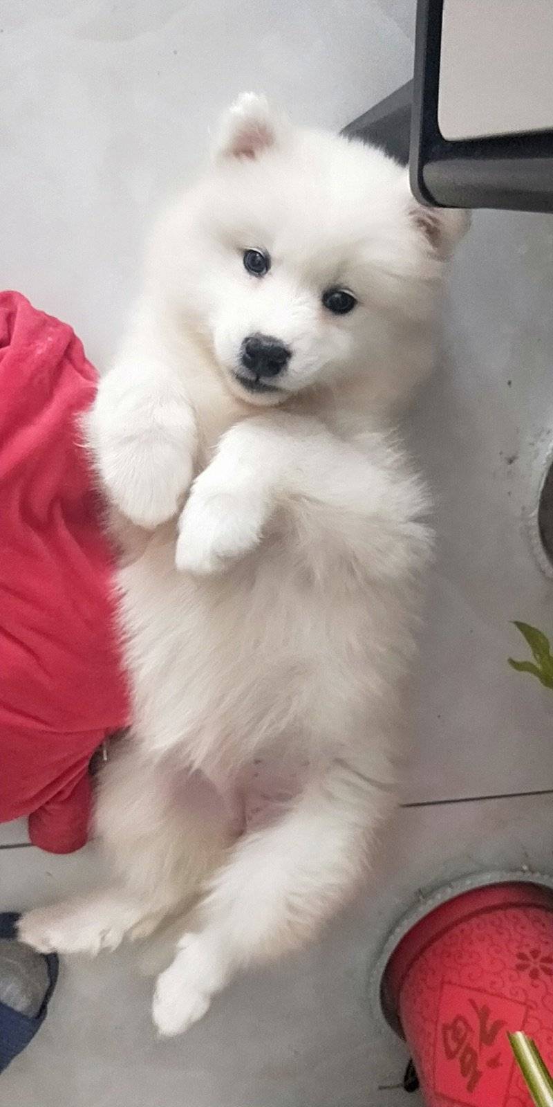 我家狗狗两个月大了