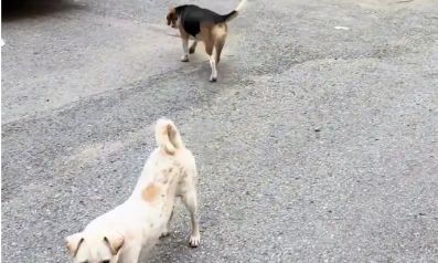 狗子跑出门，女子找到时，狗子假装不认识她