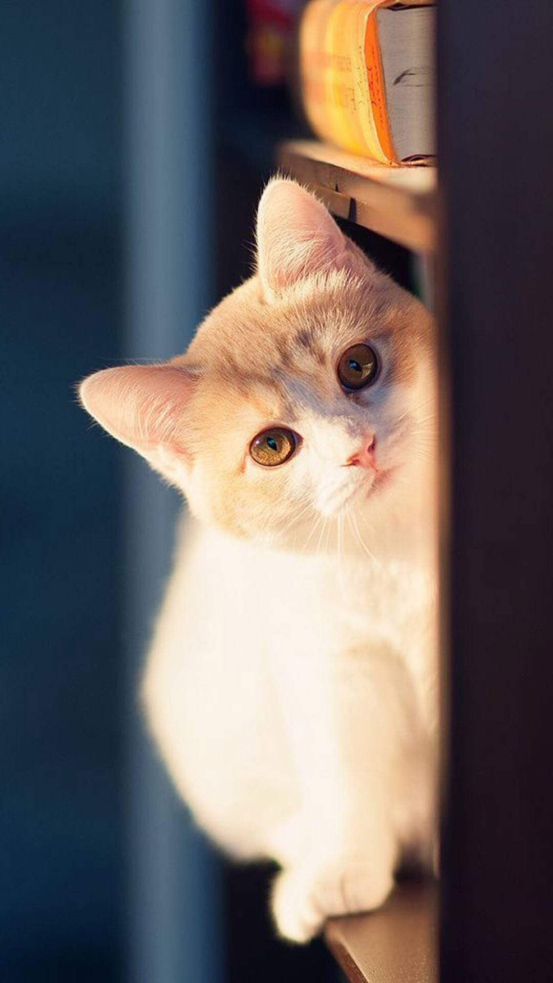 猫咪 喵星人 萌宠 动物 可爱